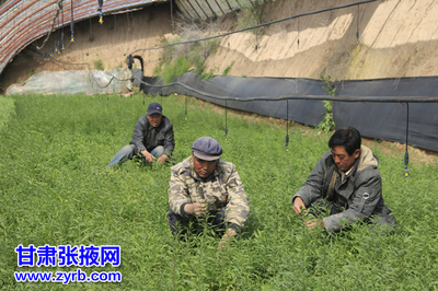 民乐县大力发展现代农业纪实