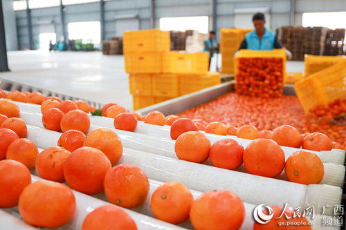 十三五 期间广西农产品网络销售额年均增长28.9