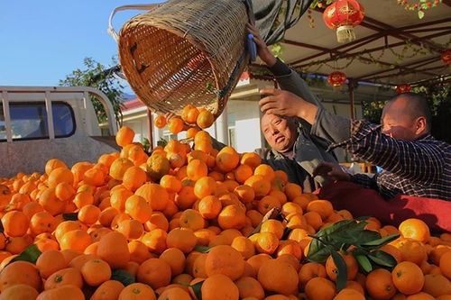 汉台区特产 褒河蜜橘 取得有机产品认证