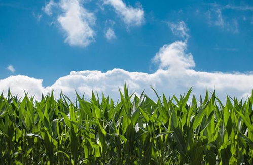 来了 春玉米灌溉技术指导意见快收藏